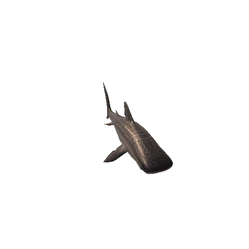 Whale Shark _2
